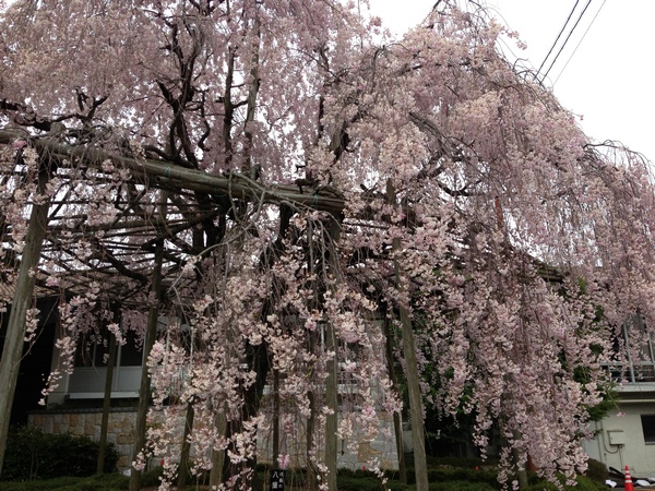 tono130417sakura.jpg