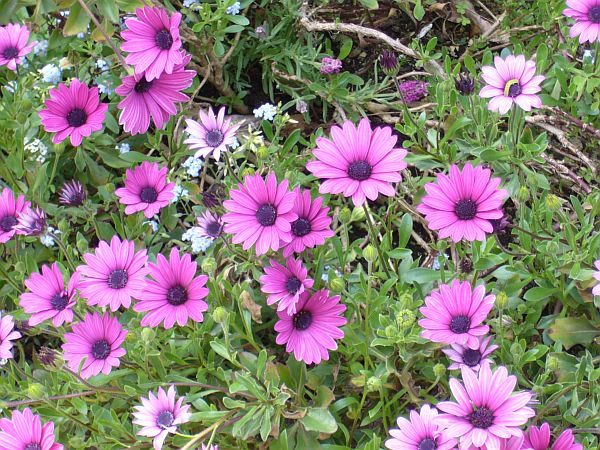 今日の花 ピンクの花 アーカイブ