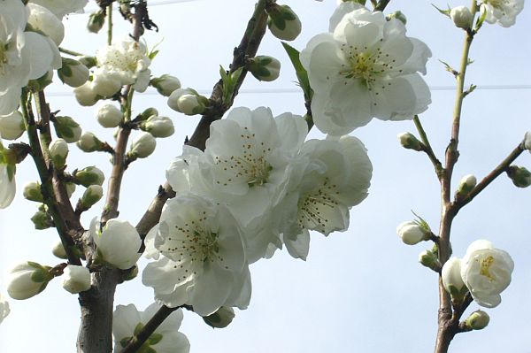 今日の花 07年3月 アーカイブ