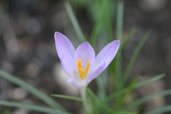 crocus.jpg