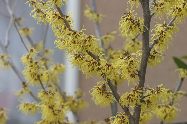 今日の花 黄色の花 アーカイブ