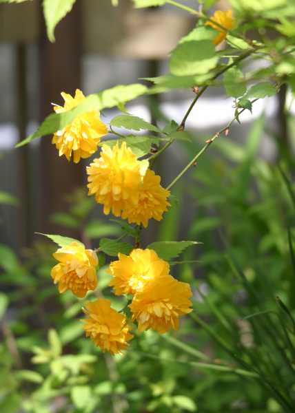 今日の花 黄色の花 アーカイブ