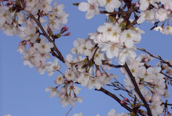 sakura070405.jpg