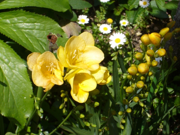黄色い花 10年4月アーカイブ 今日の花