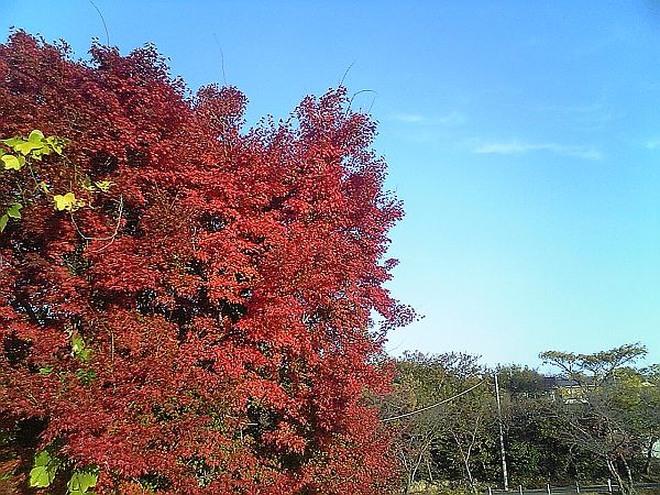 三好池の紅葉