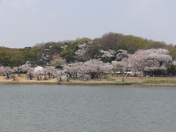 洲原池の桜
