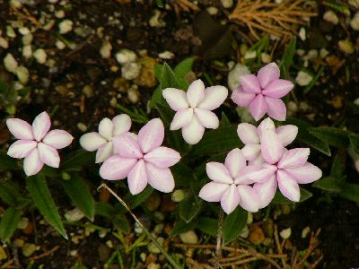 春の花