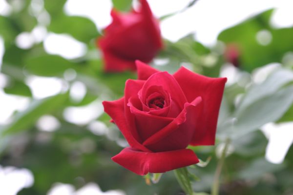 アンクルウォルター