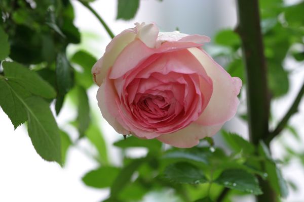 ピエール・ド・ロンサール