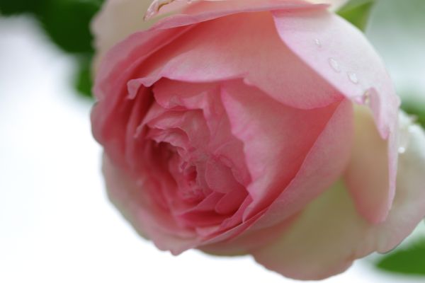 ピエール・ド・ロンサール