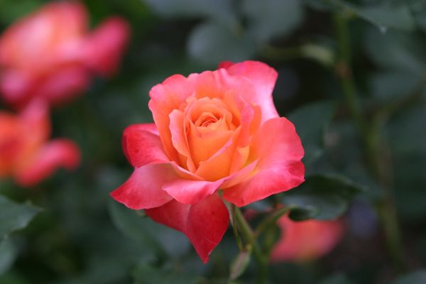 �s���N�R��