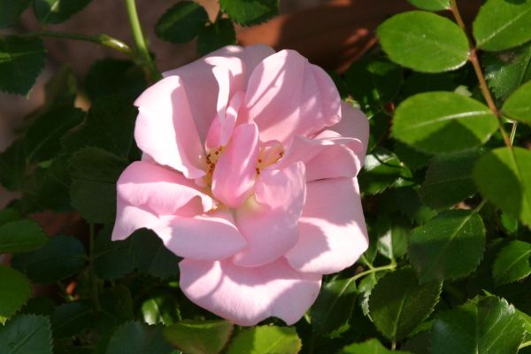 サンマーアベンド