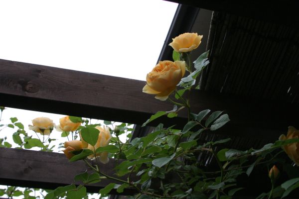 �O���n���E�g�[�}�X