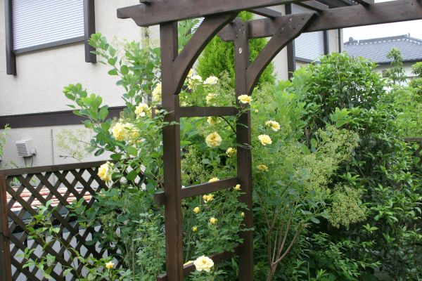 リトル･シニア