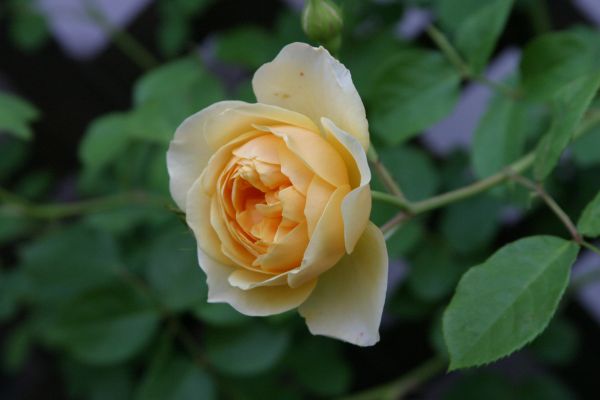 グラハム・トーマス