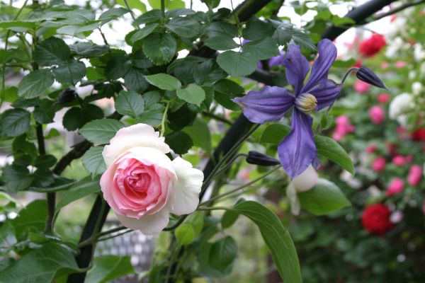 ピエール・ド・ロンサール