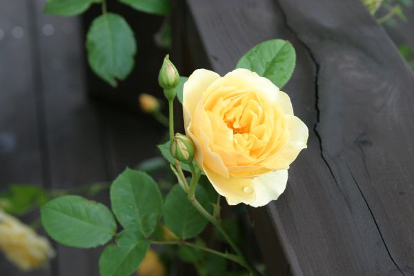 グラハム・トーマス