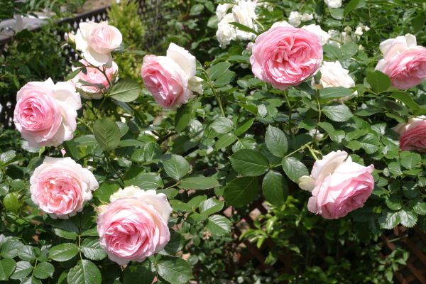 ピェール・ド・ロンサール