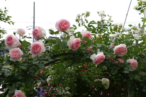 ピェール・ド・ロンサール