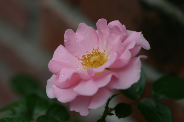 サンマーアベンド