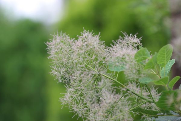 スモークツリー