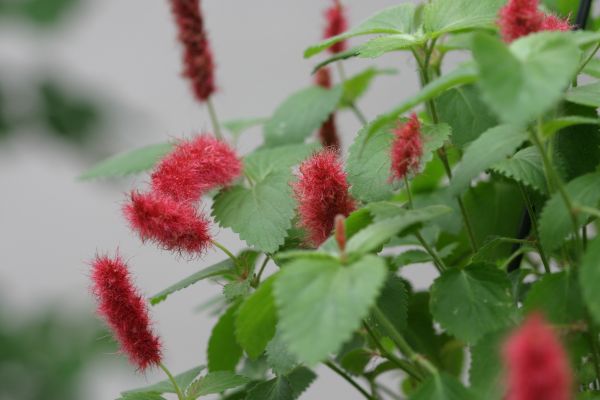 �L���b�c�e�[��