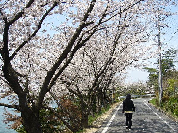 三好池の桜