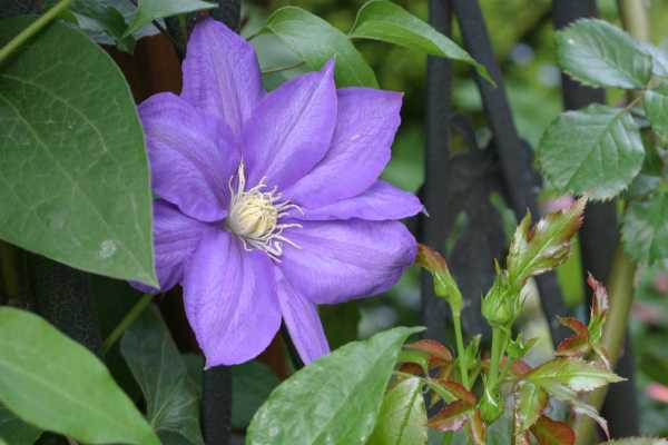 clematis.jpg