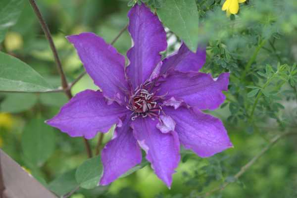 clematis2.jpg