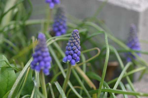 muscari0504.jpg