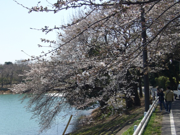 三好池の桜