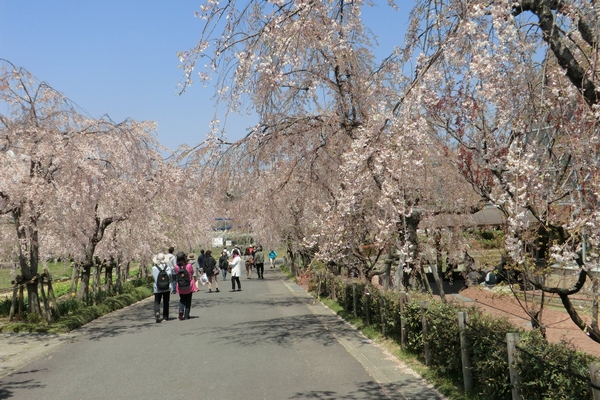 東谷山フルーツパークのしだれ桜 くもの巣日記2