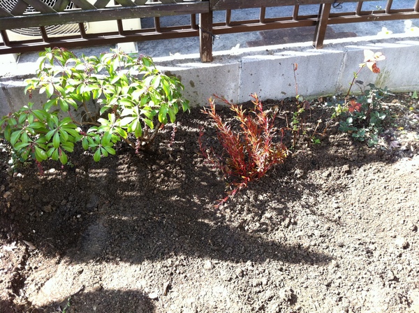 春の花壇の準備 くもの巣日記2