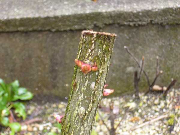 フロージン８２の芽吹き