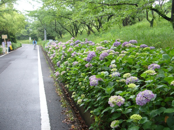 三好池のアジサイ